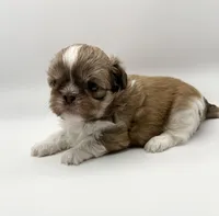 Levi, a male Shih Tzu for sale in Indianapolis, IN – 1 of 5