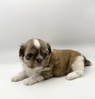 Levi, a male Shih Tzu for sale in Indianapolis, IN – 5 of 5