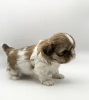 Levi, a male Shih Tzu for sale in Indianapolis, IN – 4 of 5