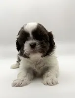 Lucas , a male Shih Tzu for sale in Indianapolis, IN – 2 of 4