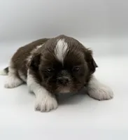 Lonnie, a male Shih Tzu for sale in Indianapolis, IN – 3 of 3