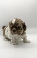 Levi, a male Shih Tzu for sale in Indianapolis, IN – 2 of 5