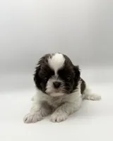 Lucas , a male Shih Tzu for sale in Indianapolis, IN – 4 of 4