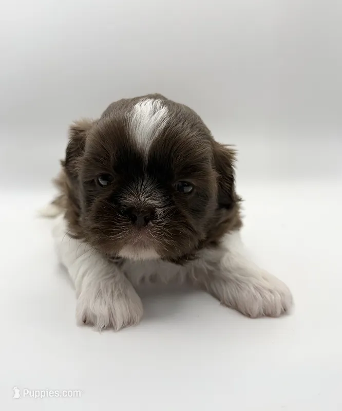 Lonnie – Shih Tzu puppy for sale in Indianapolis, IN