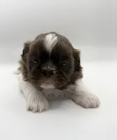 Lonnie, a male Shih Tzu for sale in Indianapolis, IN – 1 of 3