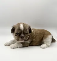 Levi, a male Shih Tzu for sale in Indianapolis, IN – 3 of 5