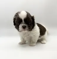 Lucas , a male Shih Tzu for sale in Indianapolis, IN – 3 of 4
