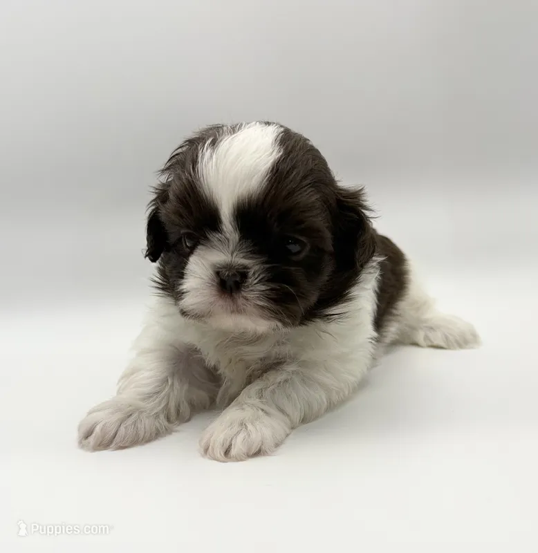 Lucas  – Shih Tzu puppy for sale in Indianapolis, IN