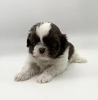 Lucas , a male Shih Tzu for sale in Indianapolis, IN – 1 of 4