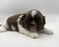 Lonnie, a male Shih Tzu for sale in Indianapolis, IN – 2 of 3