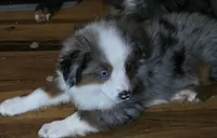 Bing, a male Miniature Australian Shepherd for sale in Good Hope, IL – Photo 2 of 4