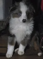 Bing, a male Miniature Australian Shepherd for sale in Good Hope, IL – Photo 3 of 4