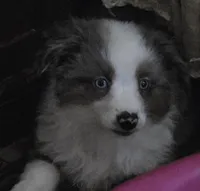 Bing, a male Miniature Australian Shepherd for sale in Good Hope, IL – Photo 1 of 4