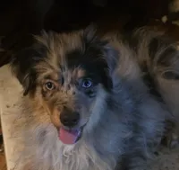 Freckles, a male Miniature Australian Shepherd for sale in Good Hope, IL – Photo 2 of 4