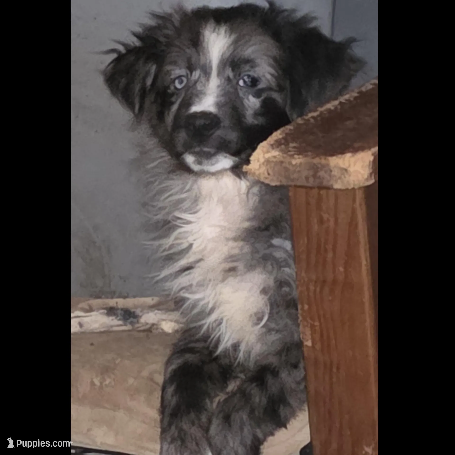 Spike, a male Miniature Australian Shepherd for sale in Good Hope, IL – Photo 2 of 5