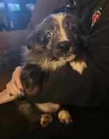Spike, a male Miniature Australian Shepherd for sale in Good Hope, IL – Photo 5 of 5