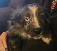 Spike, a male Miniature Australian Shepherd for sale in Good Hope, IL – Photo 1 of 5