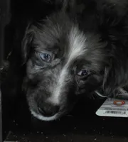 Spike, a male Miniature Australian Shepherd for sale in Good Hope, IL – Photo 3 of 5