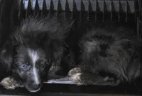 Spike, a male Miniature Australian Shepherd for sale in Good Hope, IL – Photo 4 of 5