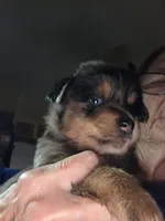 Tipper, a male Miniature Australian Shepherd for sale in Good Hope, IL – Photo 4 of 4