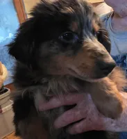 Tipper, a male Miniature Australian Shepherd for sale in Good Hope, IL – Photo 2 of 4
