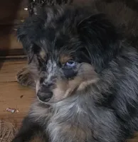 Tipper, a male Miniature Australian Shepherd for sale in Good Hope, IL – Photo 1 of 4