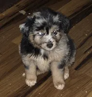 Dixie, a female Miniature Australian Shepherd for sale in Good Hope, IL – Photo 1 of 4