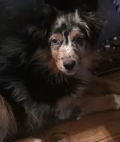 Dixie, a female Miniature Australian Shepherd for sale in Good Hope, IL – Photo 2 of 4