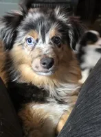 Dixie, a female Miniature Australian Shepherd for sale in Good Hope, IL – Photo 3 of 4