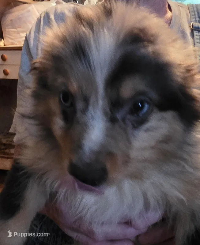 Stripe – Miniature Australian Shepherd puppy for sale in Good Hope, IL