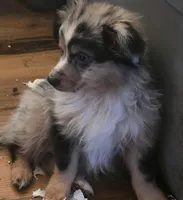 Stripe, a male Miniature Australian Shepherd for sale in Good Hope, IL – Photo 3 of 3