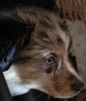 Stripe, a male Miniature Australian Shepherd for sale in Good Hope, IL – Photo 1 of 3