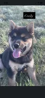 Cecily , a female Shiba Inu for sale in New Salem, ND – 3 of 4