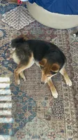Katsu, a male Shiba Inu for sale in New Salem, ND – 2 of 4