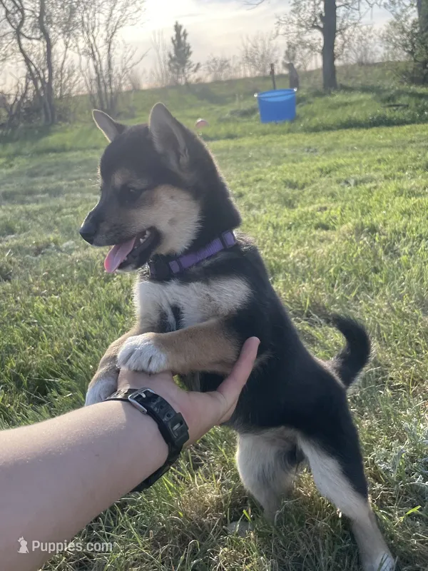 Gwendolen – Shiba Inu puppy for sale in New Salem, ND