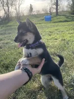 Gwendolen, a female Shiba Inu for sale in New Salem, ND – 1 of 5