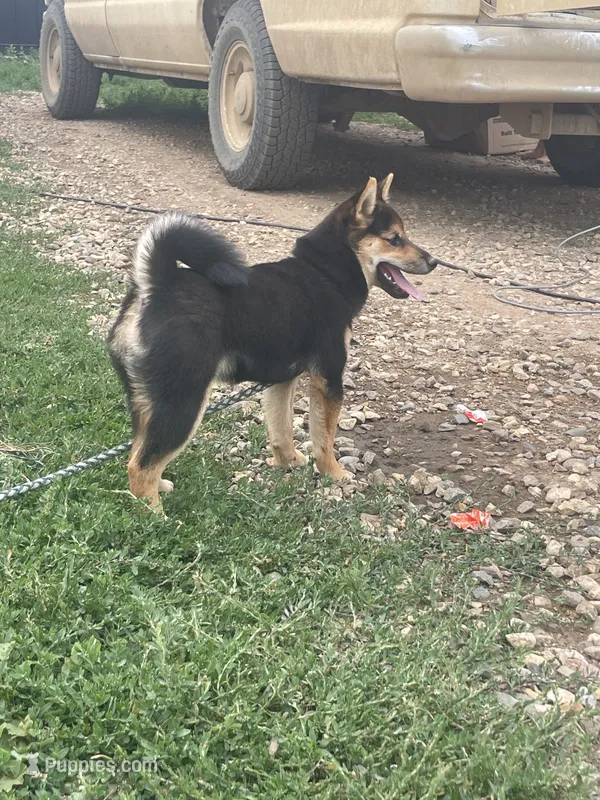 Cecily  – Shiba Inu puppy on hold in New Salem, ND