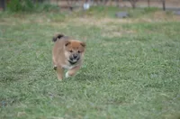 Algy, a male Shiba Inu for sale in New Salem, ND – Photo 2 of 2