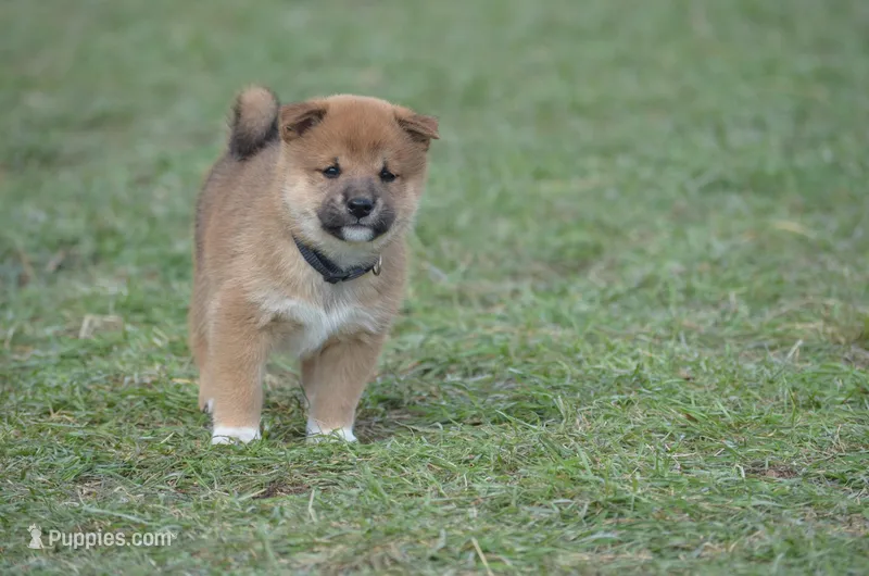 Algy – Shiba Inu puppy on hold in New Salem, ND