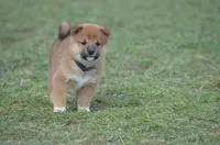 Algy, a male Shiba Inu for sale in New Salem, ND – Photo 1 of 2