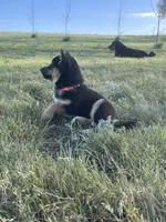 Cecily, a female Shiba Inu for sale in New Salem, ND – 4 of 4