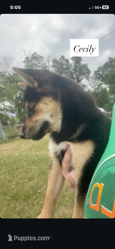 Cecily  – Shiba Inu puppy for sale in New Salem, ND