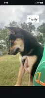 Cecily , a female Shiba Inu for sale in New Salem, ND – 1 of 4
