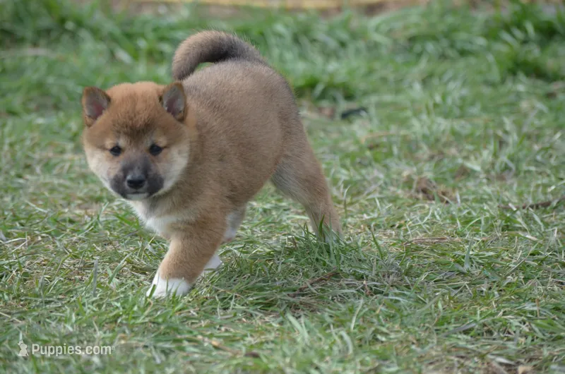 Bunbury – Shiba Inu puppy for sale in New Salem, ND
