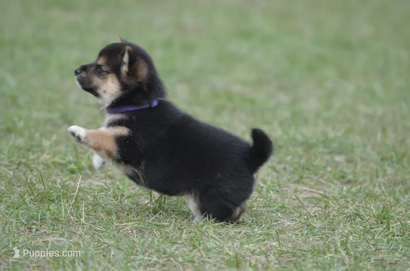 Gwendolen – Shiba Inu puppy for sale in New Salem, ND