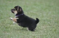 Gwendolen, a female Shiba Inu for sale in New Salem, ND – Photo 3 of 3