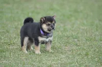 Gwendolen, a female Shiba Inu for sale in New Salem, ND – Photo 2 of 3
