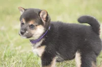 Gwendolen, a female Shiba Inu for sale in New Salem, ND – Photo 1 of 3