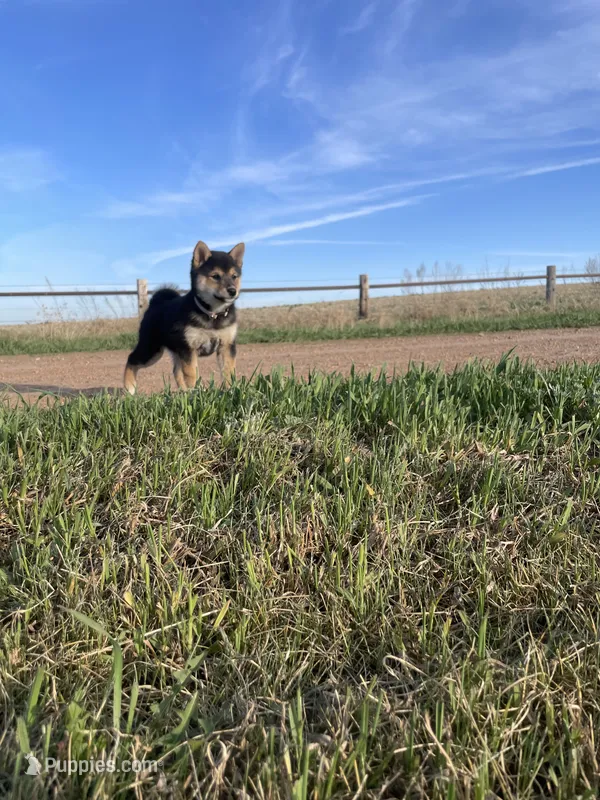 Miss Prism – Shiba Inu puppy on hold in New Salem, ND