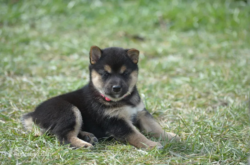 Cecily – Shiba Inu puppy for sale in New Salem, ND